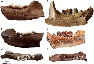 Dentições da mandíbula inferior de Enhydriodon hendeyi (A-C) e Enhydriodon africanus (D-F)
