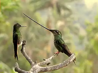 Uma beija-flor-bico-de-espada fêmea (direita) com um Boissonneaua flavescen.