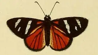 Entheus eumelus