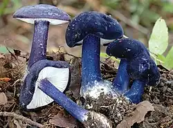 E. eugenei&nbsp;[en], Rússia