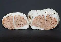 E. gasteromycetoides, Nova Zelândia