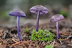 Entoloma occidentale var. metallicum, EUA