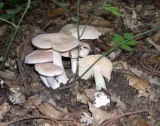 E. sinuatum, Piacenza's Appennino, Itália