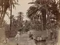Sidi Okba Oasis, 1930 [2]