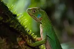 Lagarto verde encontrado em trilha (Enyalius iheringii)