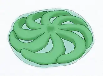 Eoandromeda, animal da fauna ediacarana.