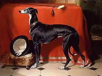 Um galgo favorito do príncipe Albert, 1841