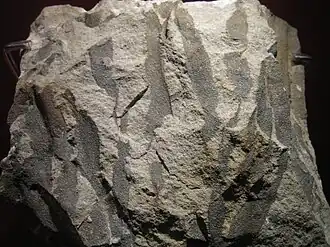 Wattieza ou Eospermatopteris a primeira árvore fóssil (classe Cladoxylopsida)