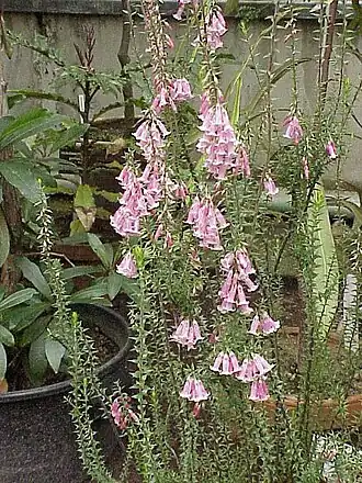 Epacris