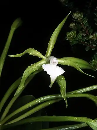 Flor de Epidendrum philocremnum