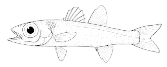 E. telescpus (desenho de Tony Ayling).