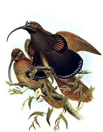 Drepanornis albertisi.