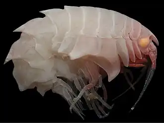 Epimeria liui (Amphilochidea)