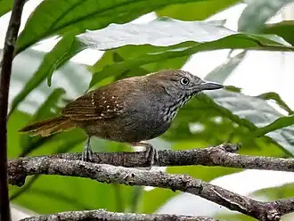 Choquinha-de-barriga-parda macho em Manaus, estado de Amazonas, Brasil.