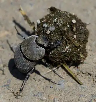 Besouro do esterco típico