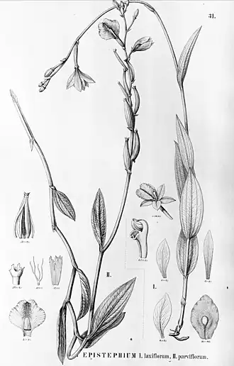 Epistephium laxiflorum (fig. I)