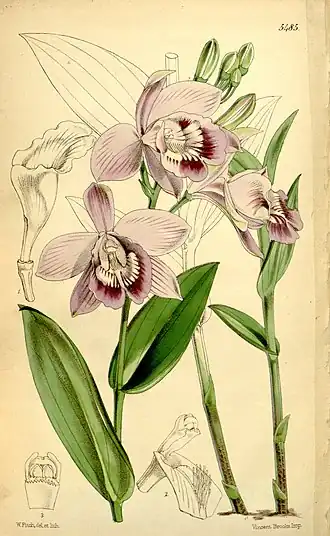 Epistephium williamsii