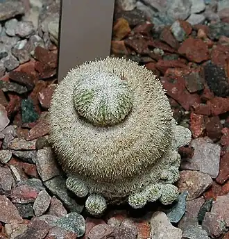 Epithelantha micromeris