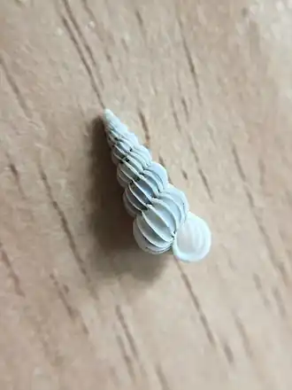 Concha de E. jukesianum; espécime de Auckland, na Nova Zelândia.