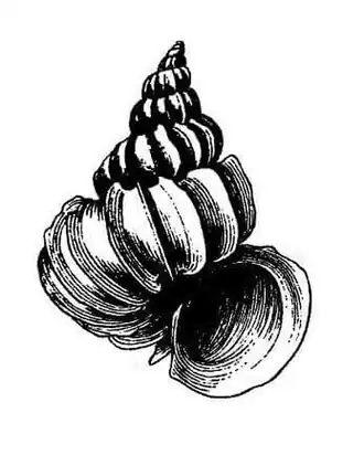 Epitonium krebsii (Mörch, 1875), espécie do golfo do México e mar do Caribe[30] à região sudeste do Brasil.[31]