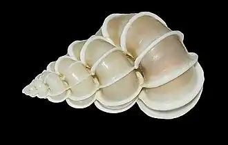 A concha de Epitonium scalare (Linnaeus, 1758)[1], uma das únicas espécies de Epitoniidae que estão entre as peças primordiais do colecionismo malacológico e podendo atingir até os 7 centímetros de comprimento.[2] Foi raramente coletada durante o século XIX, a ponto de ser falsificada por artesãos chineses usando farinha de arroz em pasta.[1]