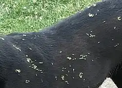 Dispersão de sementes por animais: muitos frutos de Geum urbanum com ganchos presos à pelagem de um cão.