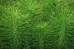 Equisetum telmateia.