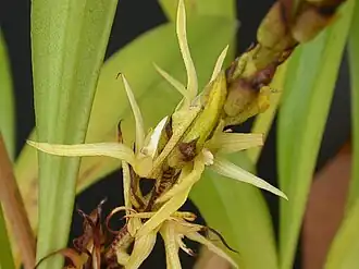 Eria javanica