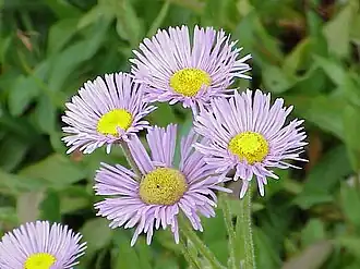 Flores de Erigeron glabellus