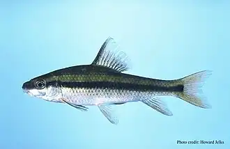 Carpiodes cyprinus