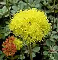 Eriogonum umbellatum var. humistratum
