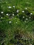 Eriophorum vaginatum