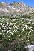 Eriophorum sp. Pyrénées