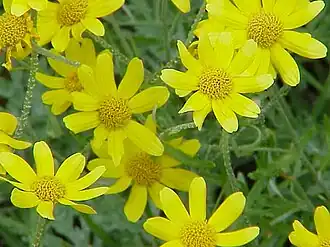 Eriophyllum lanatum
