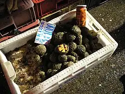 Ouriços-do-mar à venda na Feria fluvial, em Valdivia, Chile.