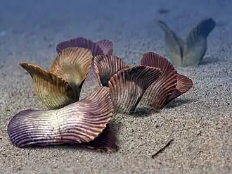 Ernietta, um Petalonamae.