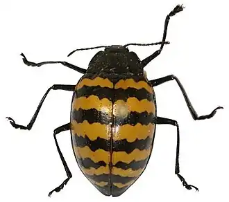 Fotografia de um espécime E. onagga (Equador).