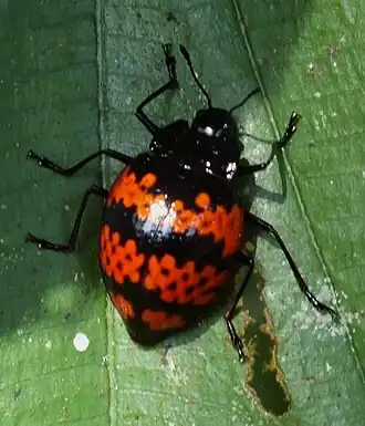 Fotografia de E. dilaceratus sobre a folhagem em Maynas (Peru).