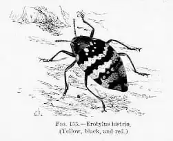 Uma ilustração de E. histrio (1883).
