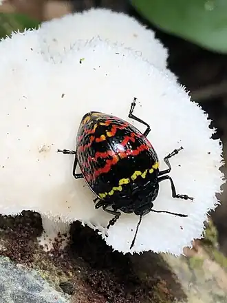 Fotografia de Erotylus peruvianus Crotch, 1876[2] sobre um fungo em Madre de Dios (Peru); os besouros da família Erotylidae sendo conhecidos por besouros-dos-fungos porque deles se alimentam.[3]