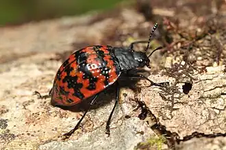 Padrão em zigue-zague na superfície dos élitros de um besouro sul-americano.