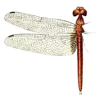 Erythemis mithroides (Brauer, 1900)