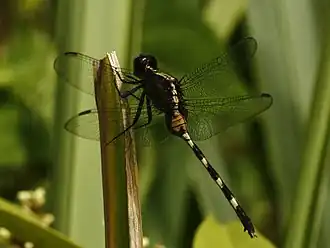 Erythemis plebeja (Burmeister, 1839)