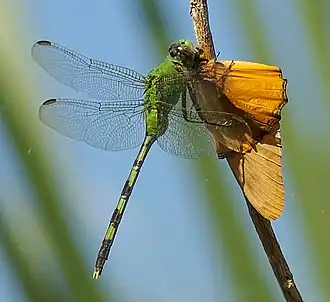 Erythemis vesiculosa (Fabricius, 1775)