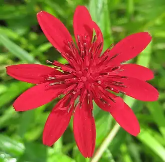 Erythrocephalum zambesianum.