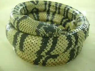 Erythrolamprus bizona