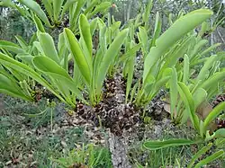 Erythroxylum tortuosum.
