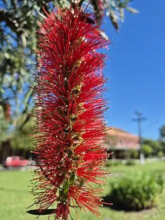 Detalhe da flor, que se assemelha a uma escova de garrafa