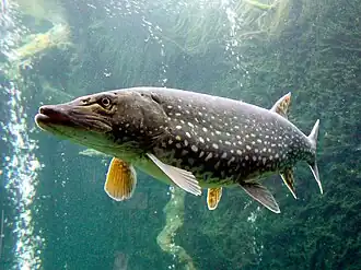Esox_lucius_ZOO_1