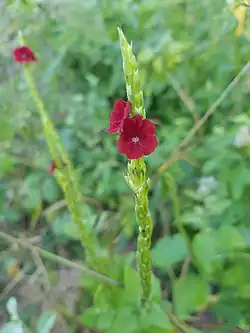 Foto: Nestor Sicolo. Floresta Nacional de Açu - RN.